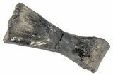 Triassic Theropod Dinosaur (Coelophysis) Phalange Bone - Arizona #265685-1